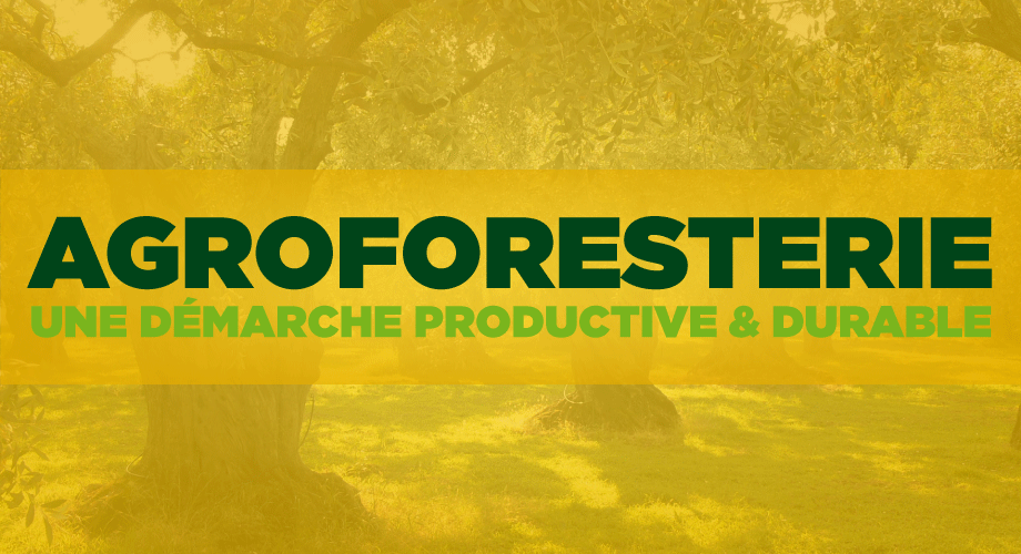 Agroforesterie, Une Démarche Productive Et Durable D'agriculture